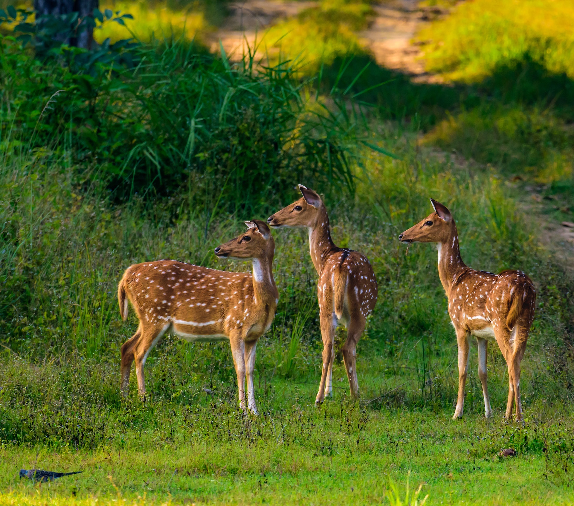 Wilpattu